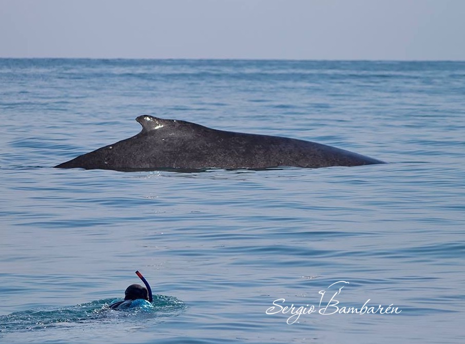 Sergio with a whale